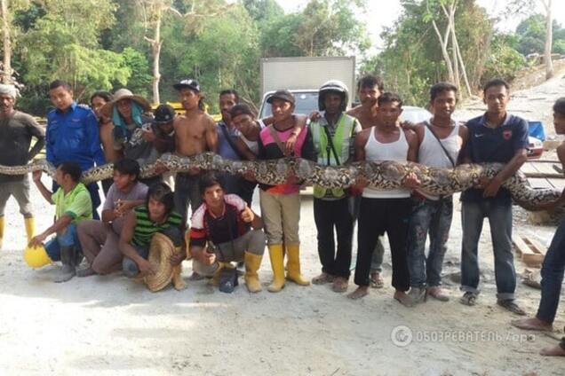 Гигантский сетчатый питон