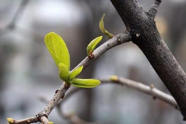 Спека: до Києва в квітні прийшла 'травнева погода'