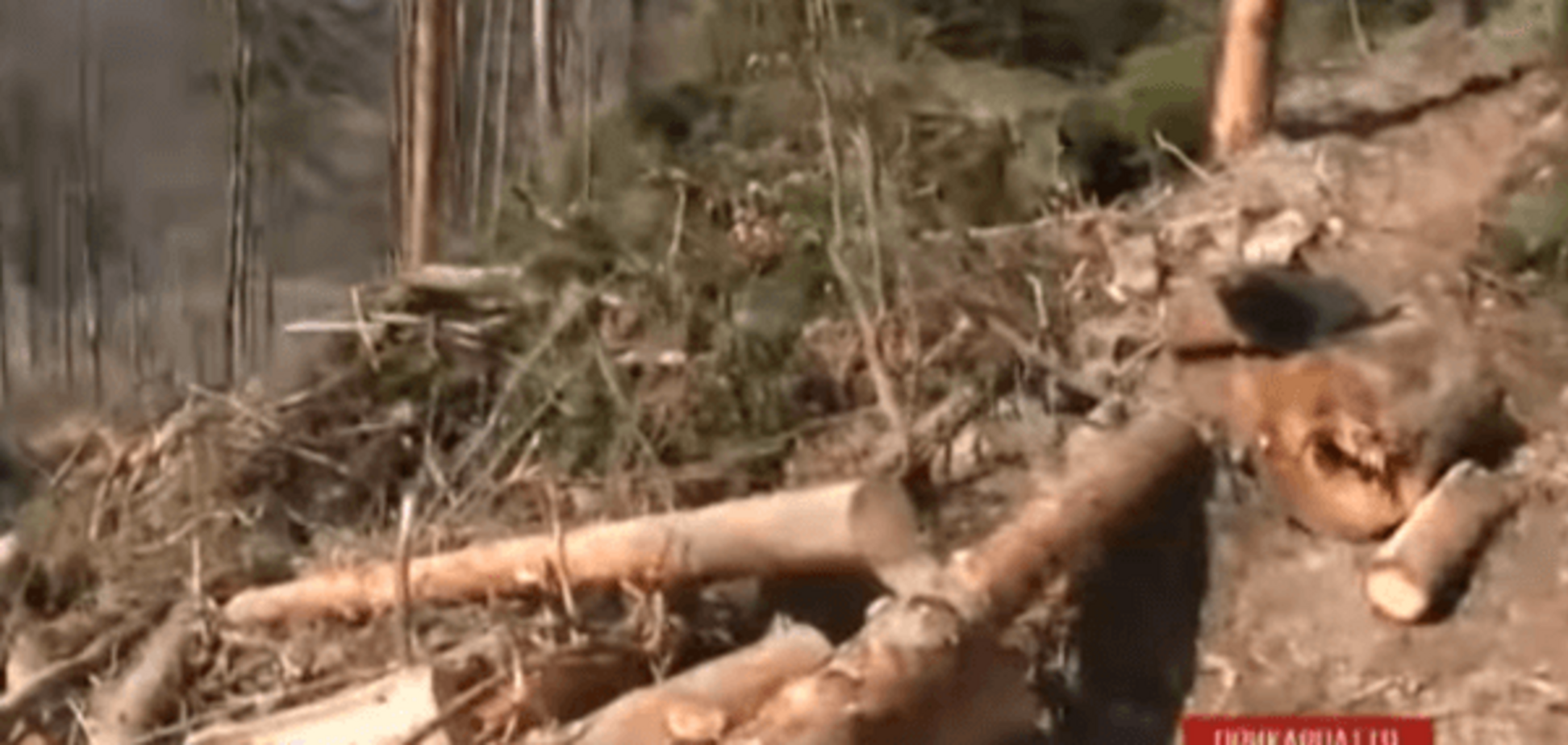 Як убивають Карпати: на відео зняли тотальне знищення лісів у горах