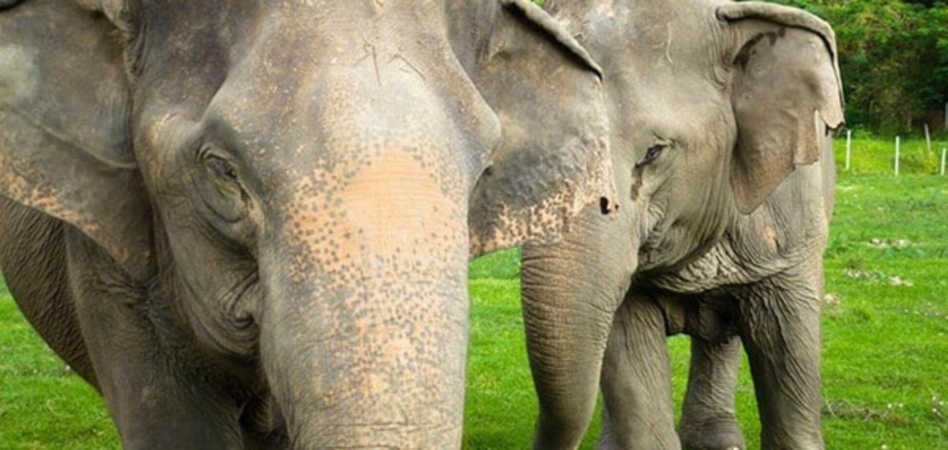 Слоны в Тайланде