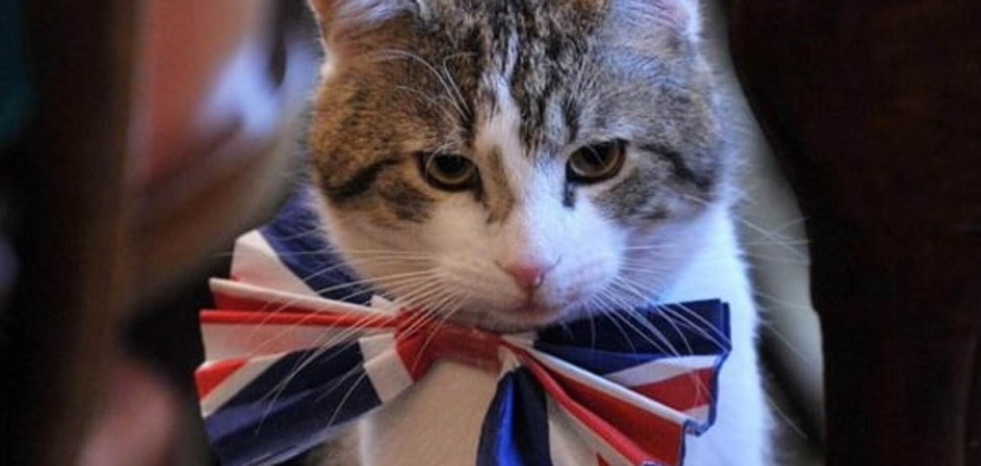 В Великобритании кот стал сотрудником МИД