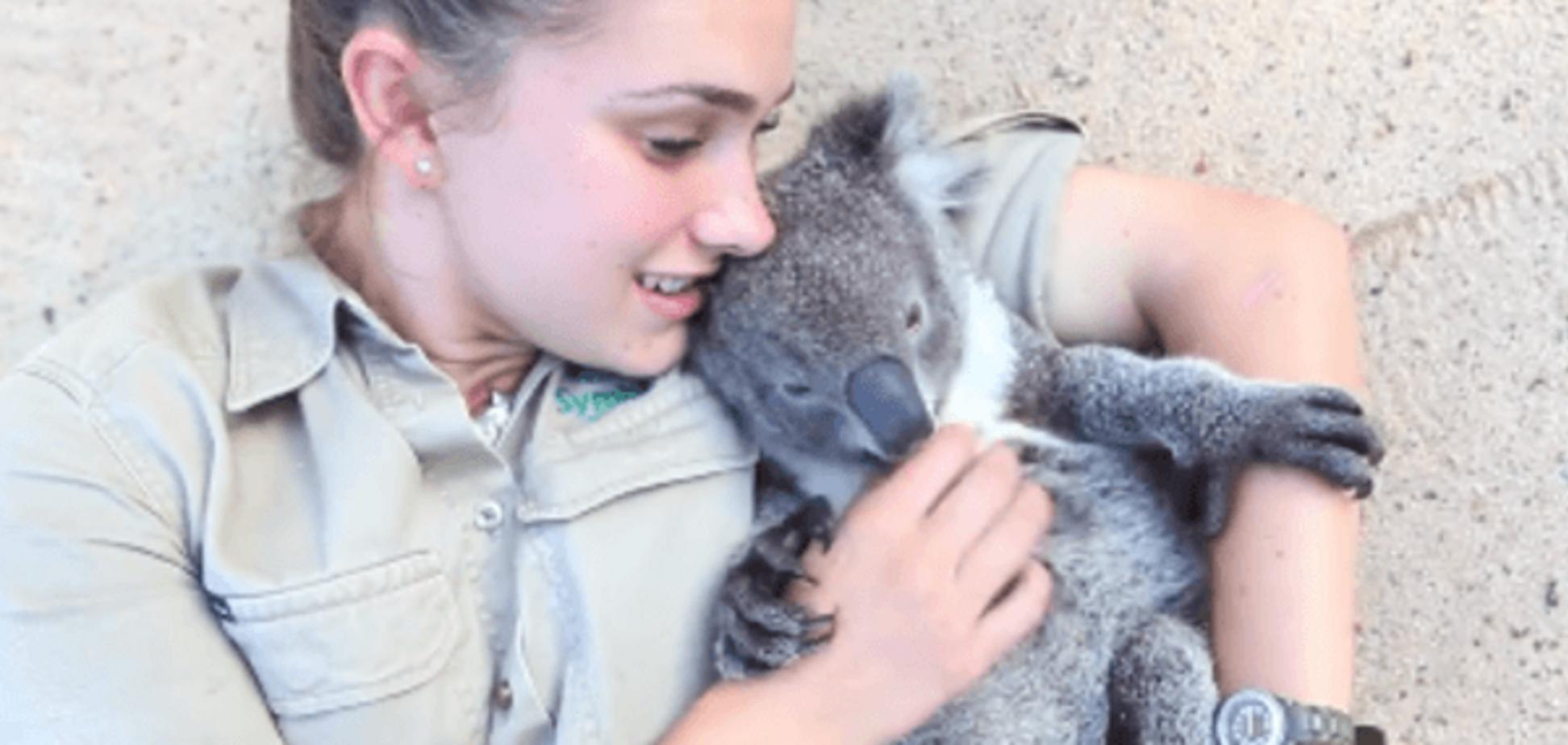 Коала Гарри