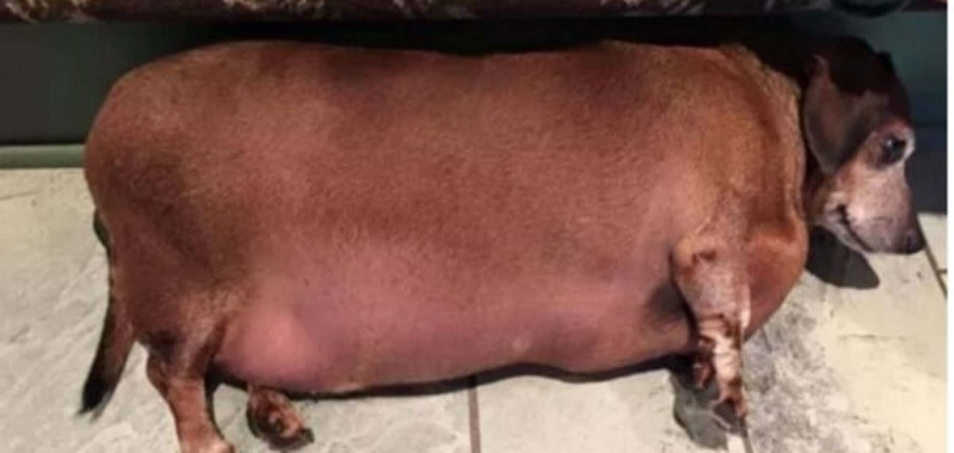 Товстий Вінсент: пес, схожий на сосиску, схуд на 10 кг