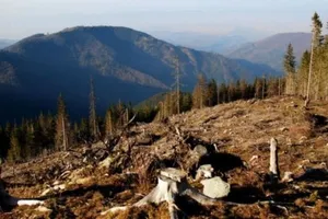 Украинский лес
