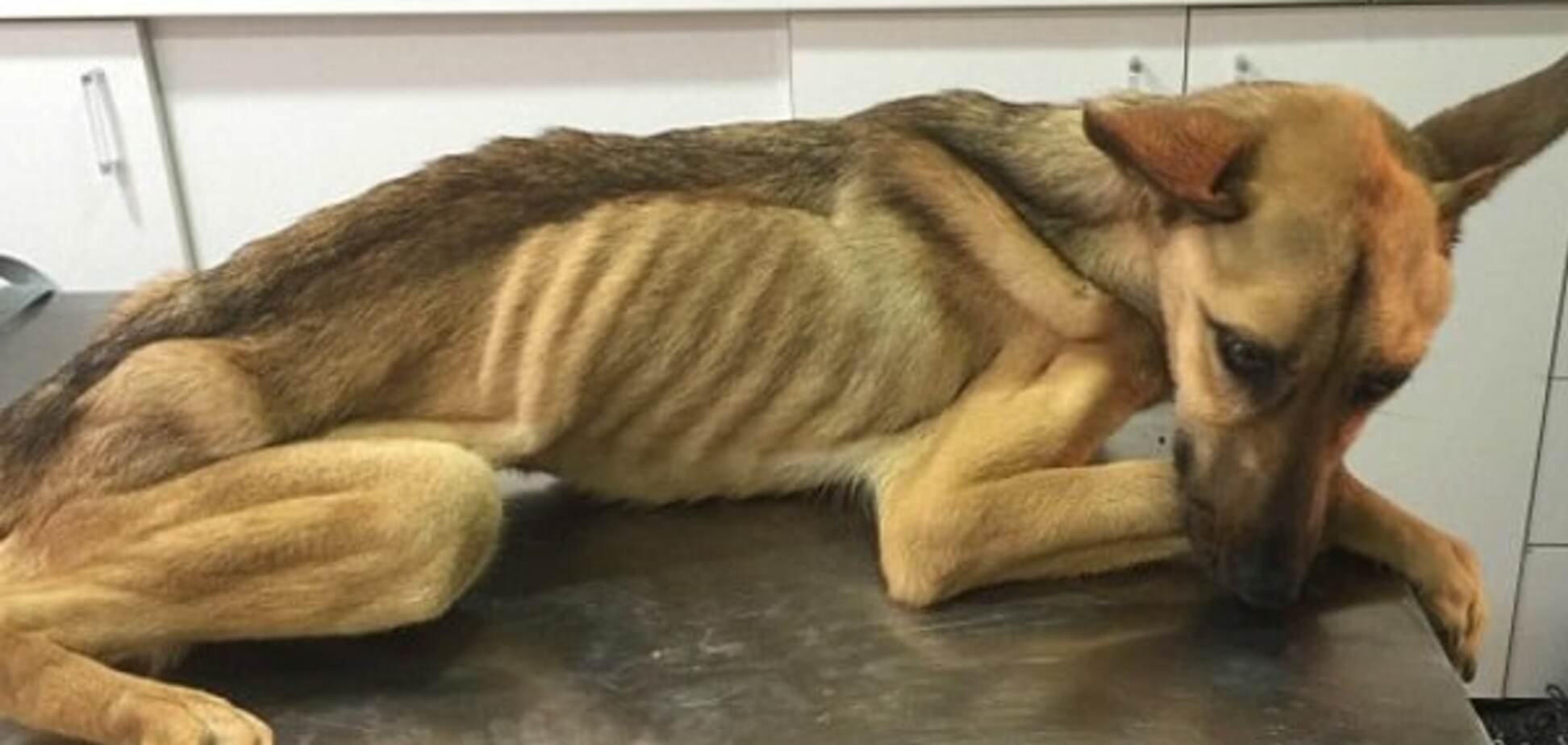 Найденная собака Барилла