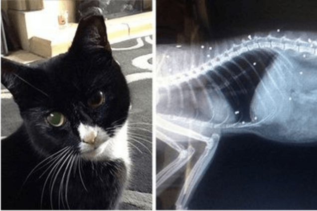 Кошка Кис-Кис