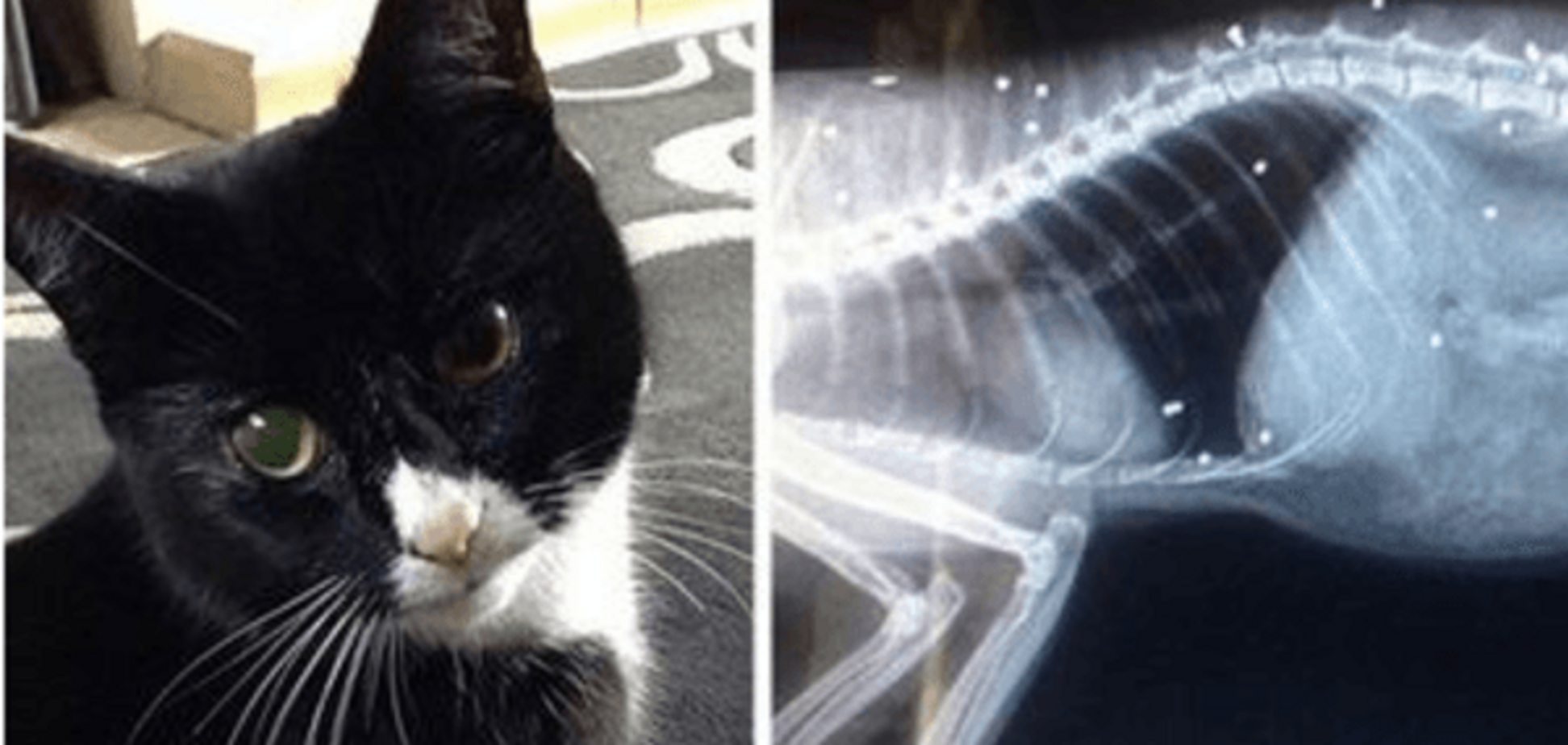 У Британії кішка дивом вижила після 30 пострілів