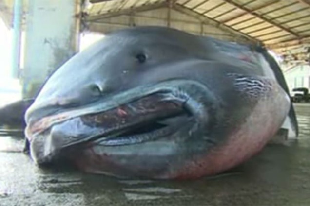 Біля берегів Японії спіймали гігантську акулу: фото- і відеофакт