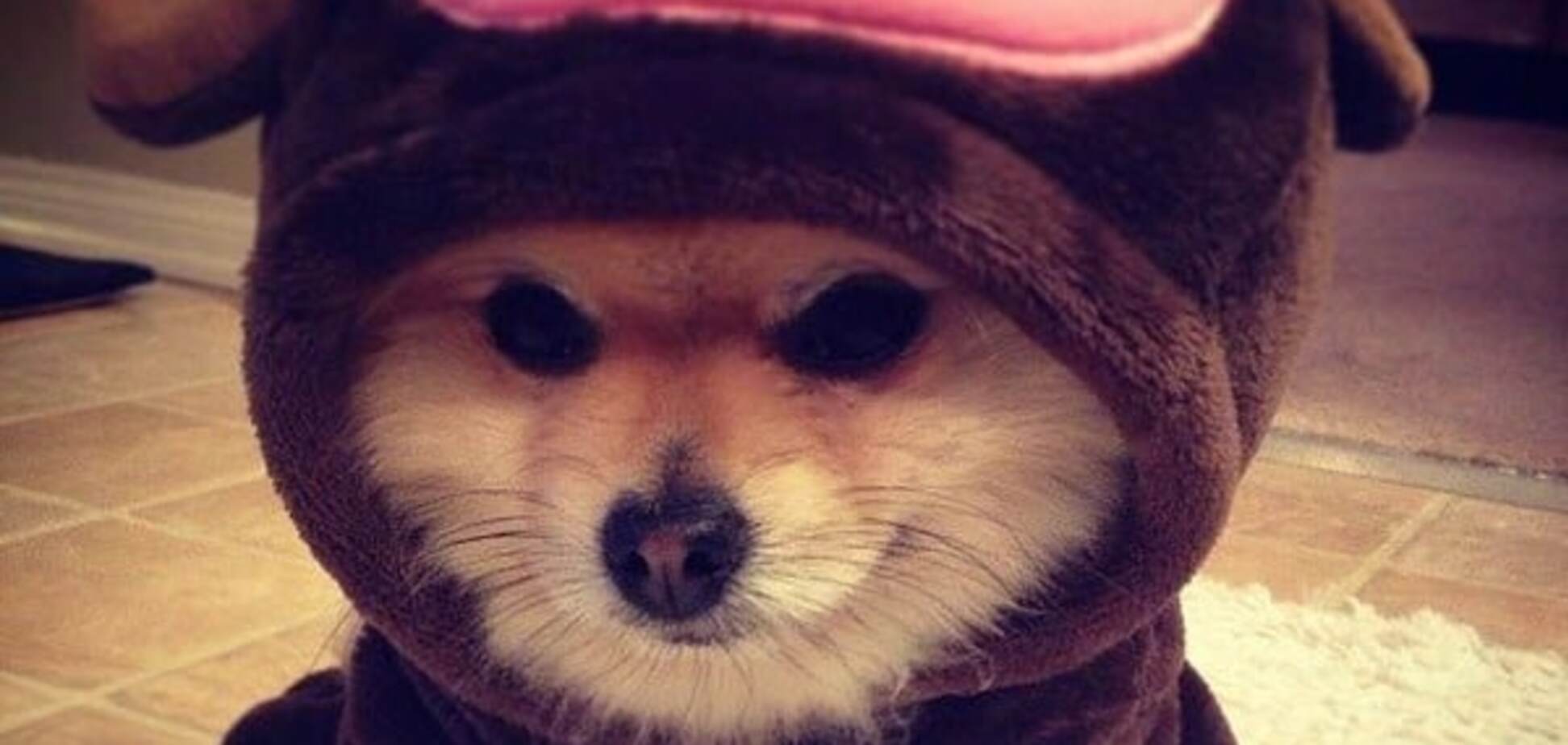 Собака в пижаме