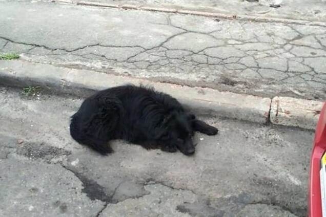 Два тижні не сходить із місця: кияни шукають господаря пса, що загубився