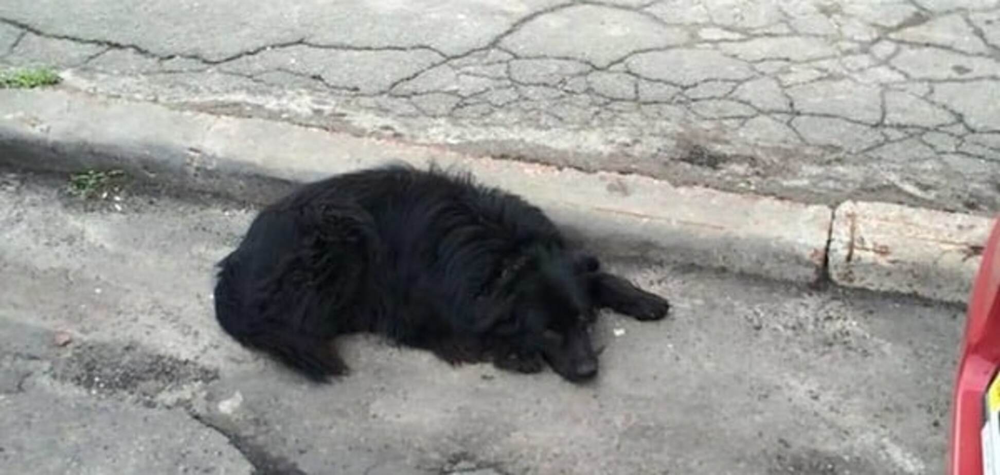 Две недели не сходит с места: киевляне ищут хозяина потерявшегося пса
