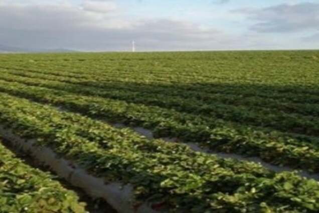 Старі схеми: в Київській області діють земельні рейдери