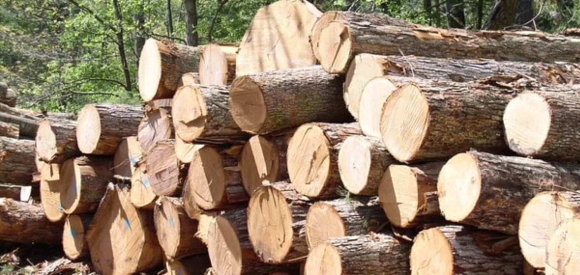 Розтиснути лещата: деревообробники шукають дороги порятунку галузі в Україні