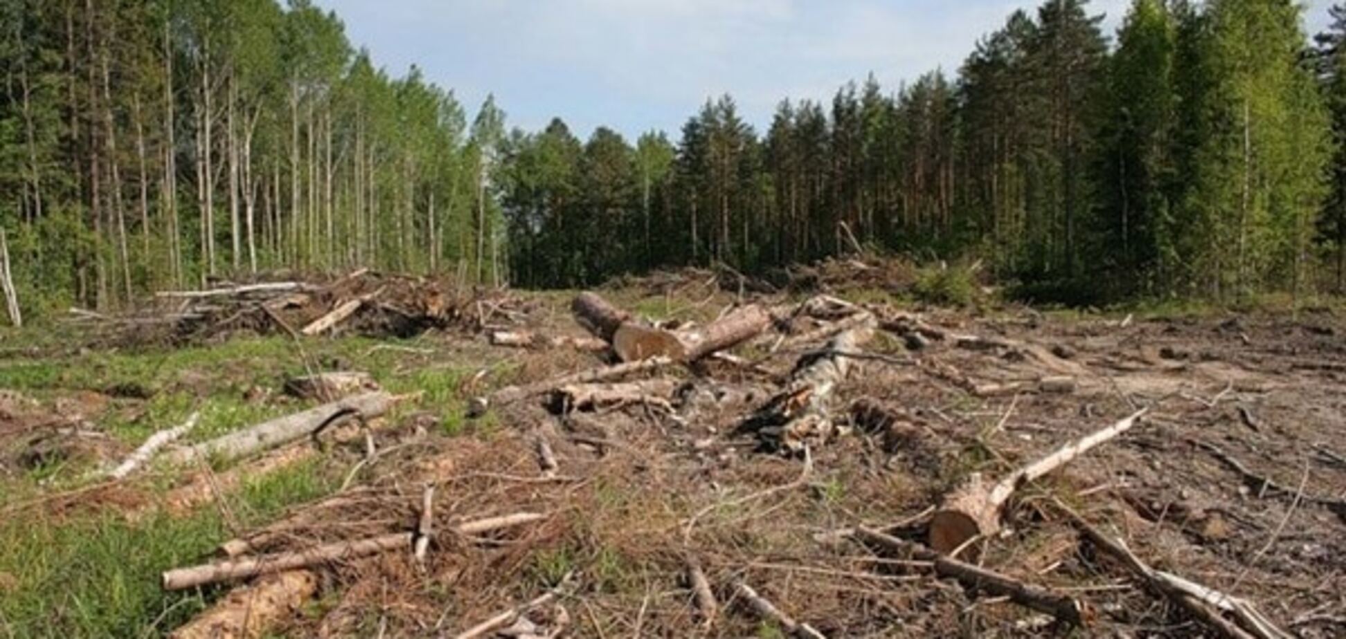Крутіше, ніж у Карпатах: еколог заявив про безпрецедентне вирубування лісів під Києвом