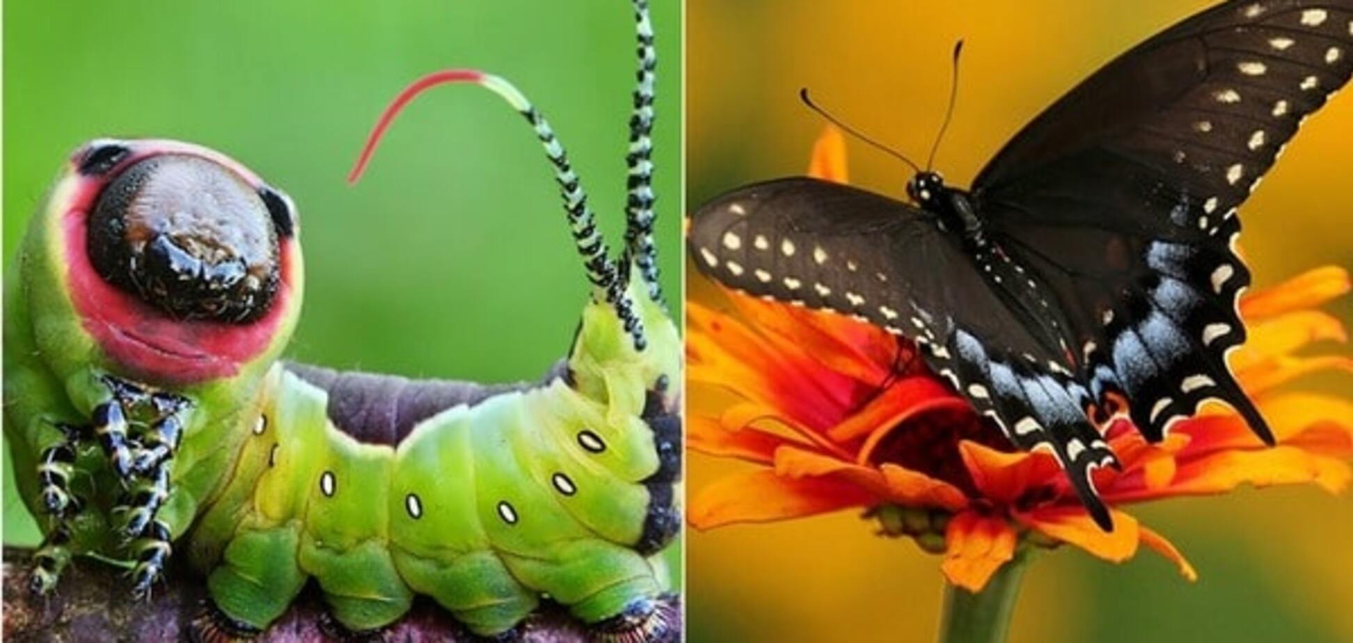 Превращение гусениц в бабочек