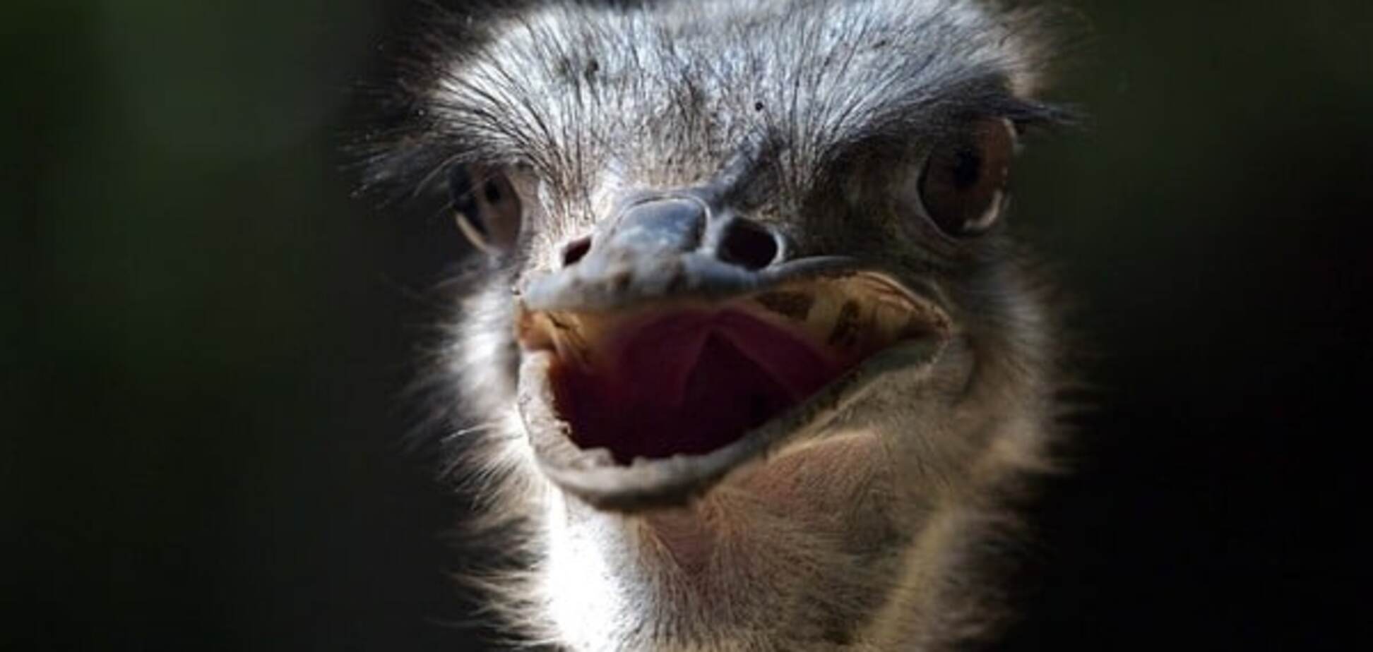 Премия Страуса