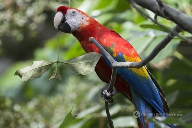 ссора, попугай, полиция