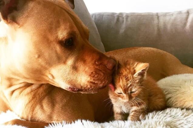 Собака и котенок фото