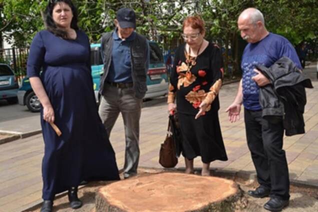 В Сочи спилили кедр Гагарина