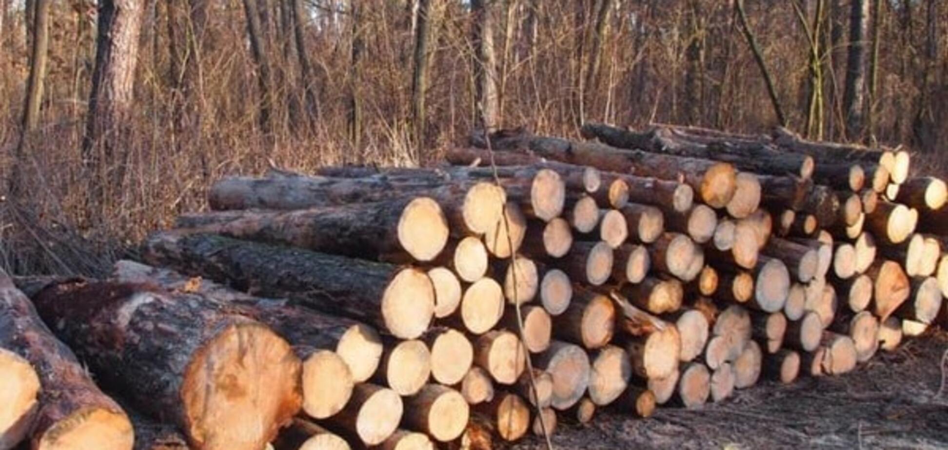 Вырубка лесов в Украине