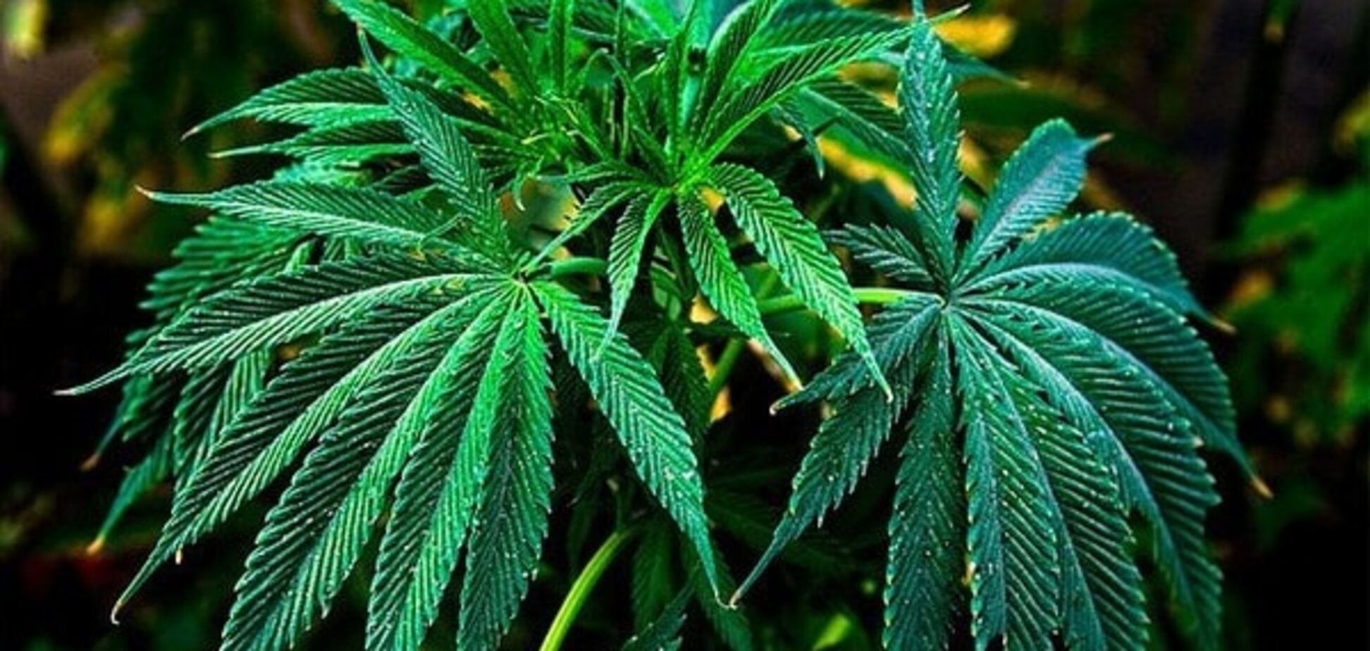 каннабис