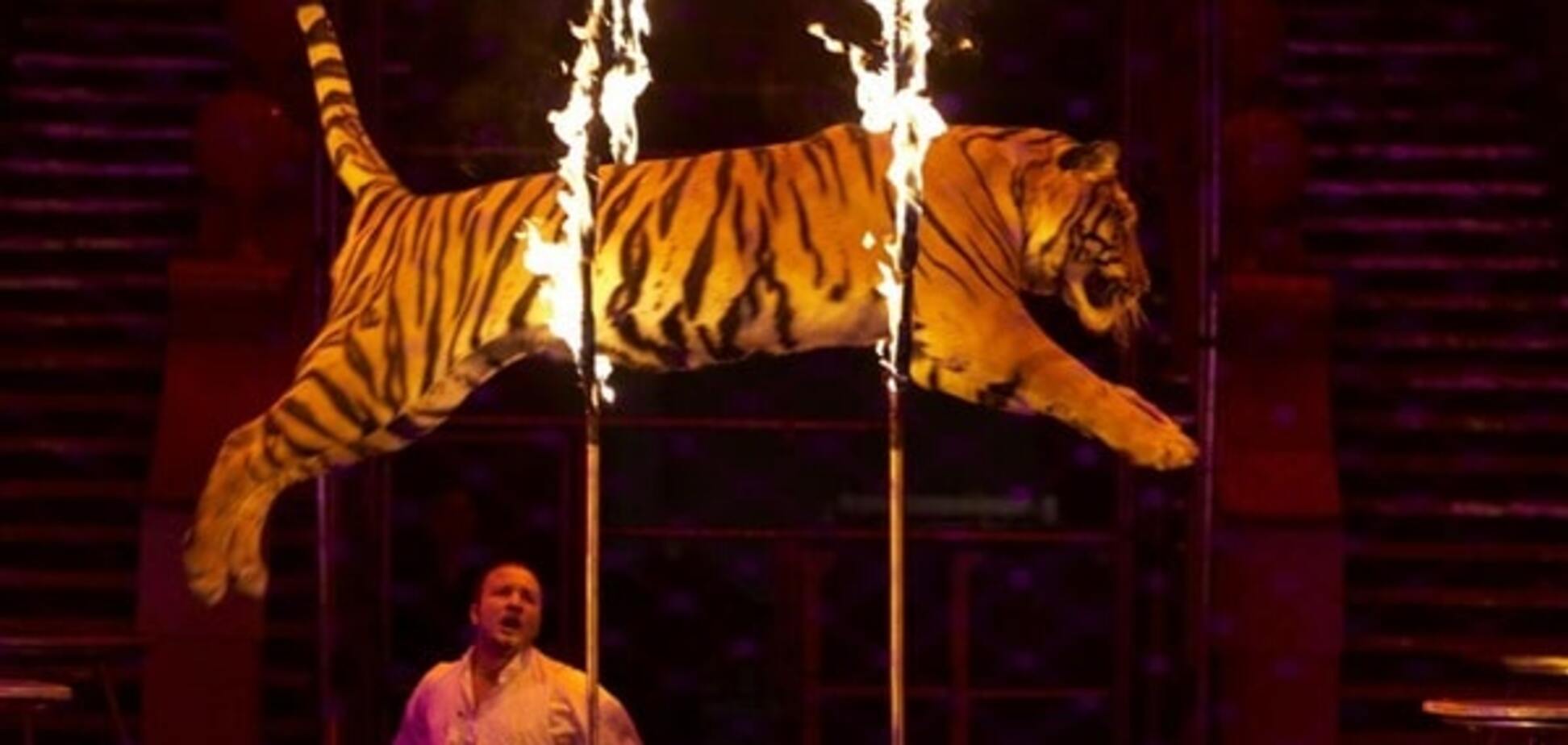 Тигр в цирке