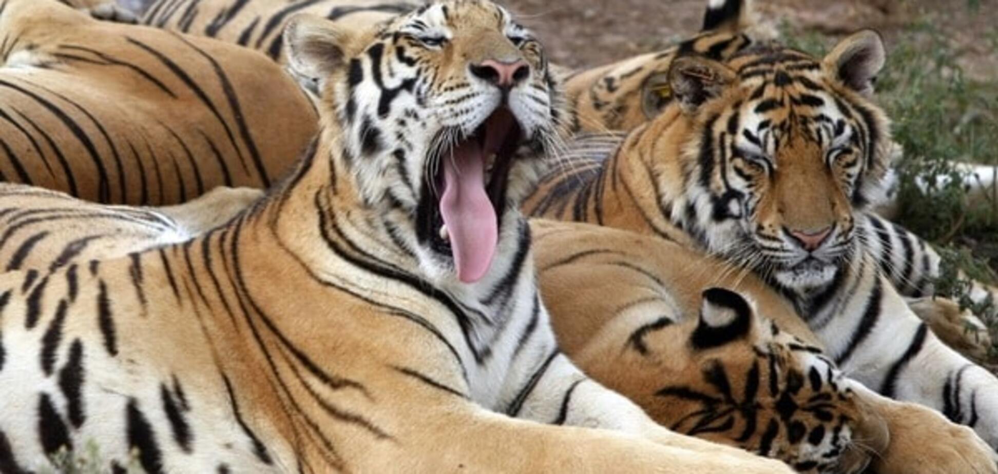 У норвезькому зоопарку на очах у шокованих людей згодували тиграм зебру