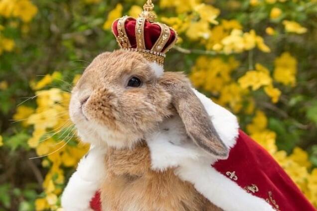 Кролик Пуй-Пуй