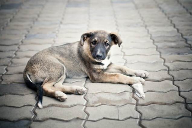 Бездомное животное