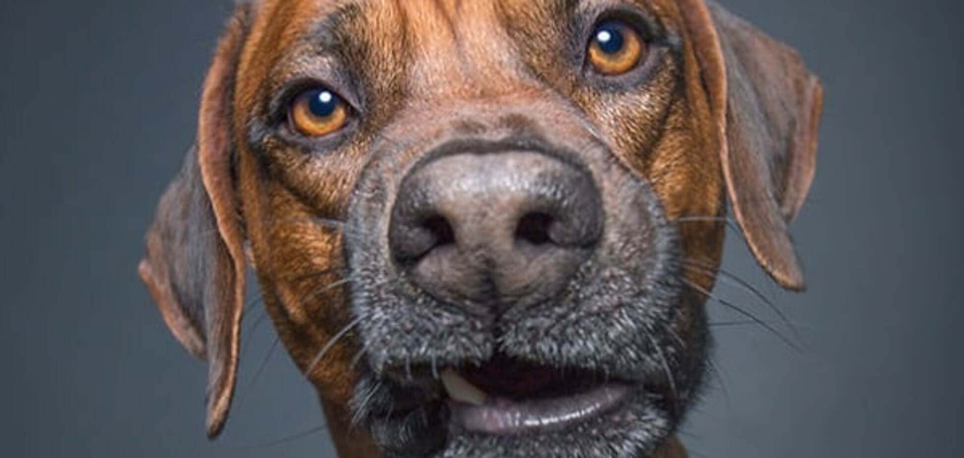 Портрет собаки