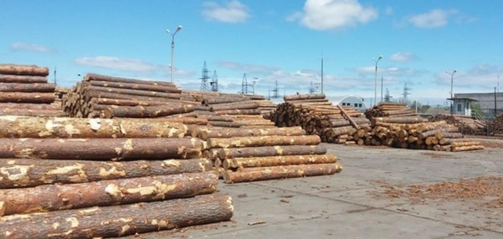 СБУ прикрыла миллионную схему контрабанды украинской древесины