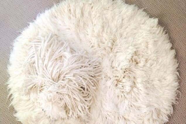 Собака Цукерберга