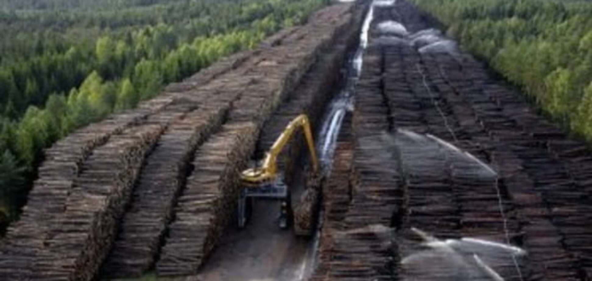 Незаконне вирубування лісу спустошило бюджет на 85 млн грн