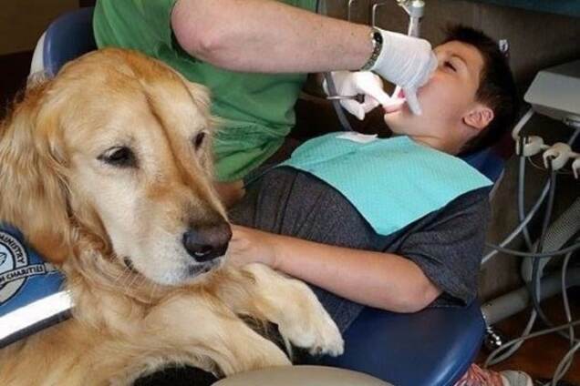 Золотистый ретривер ДжоДжо