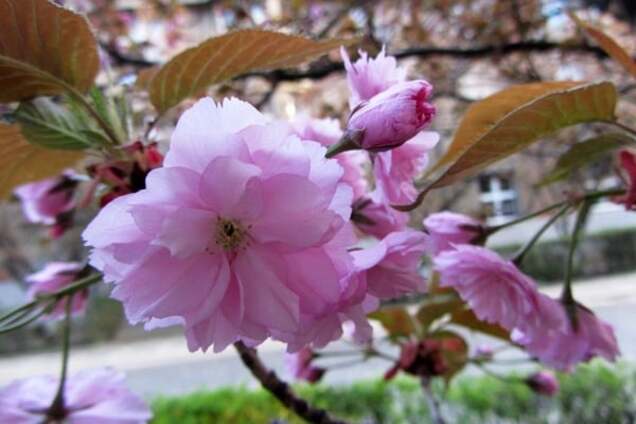 Сакуры в Ужгороде