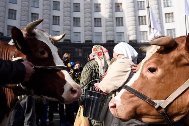 Особливий день із життя корови Зульфії