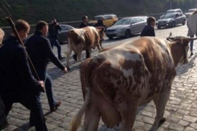 Україна починається з корови