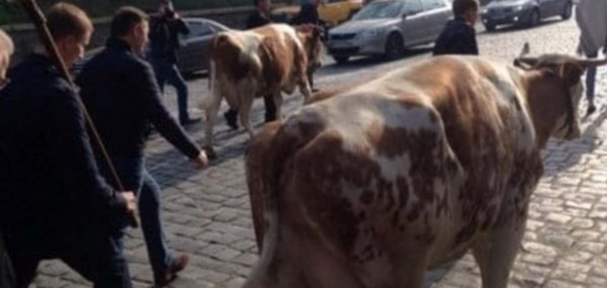 Україна починається з корови