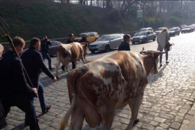 Олег Ляшко с коровой