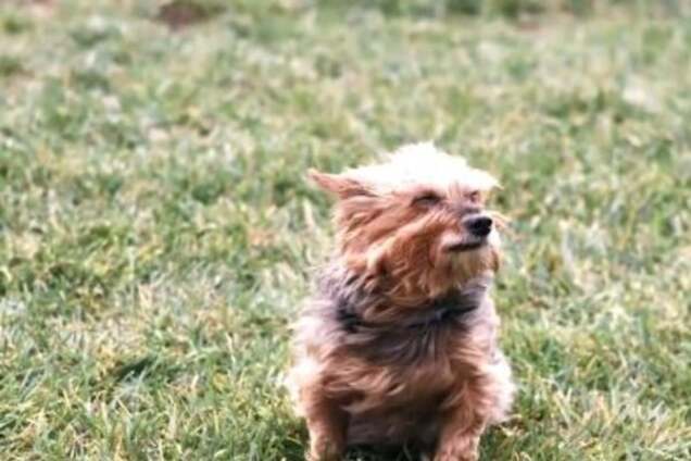 Унесенные ветром: в сети показали, как псов 'сдувают' машиной для уборки листьев