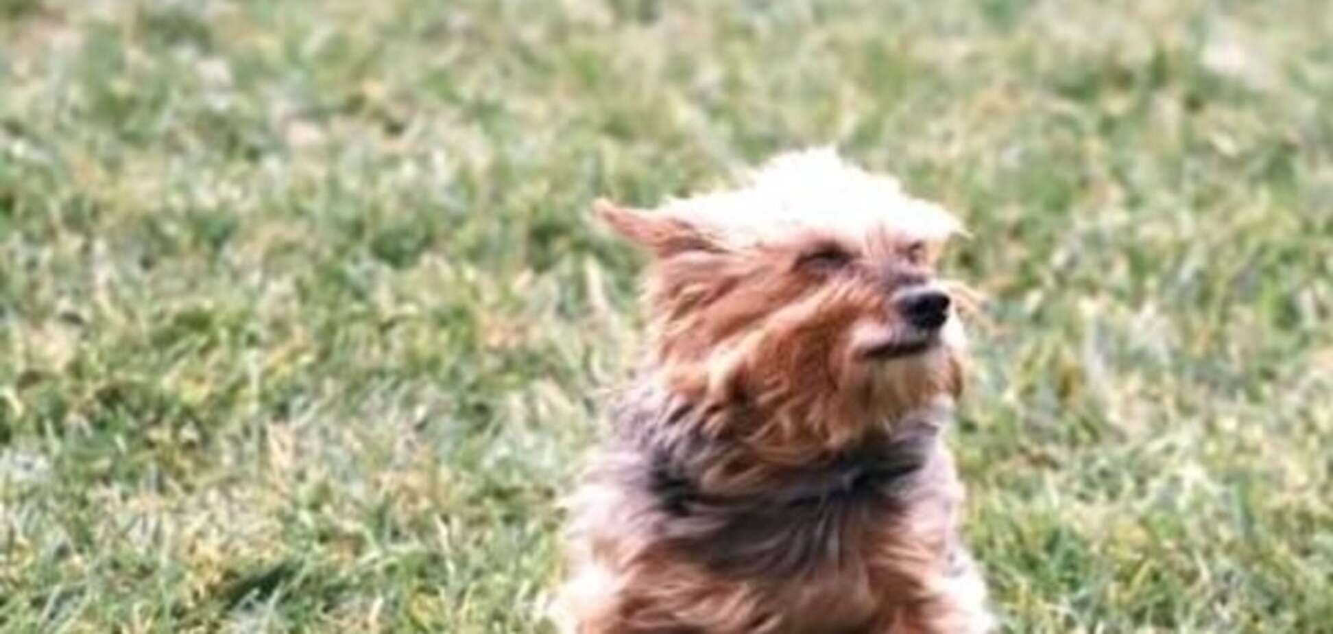 Унесенные ветром: в сети показали, как псов 'сдувают' машиной для уборки листьев