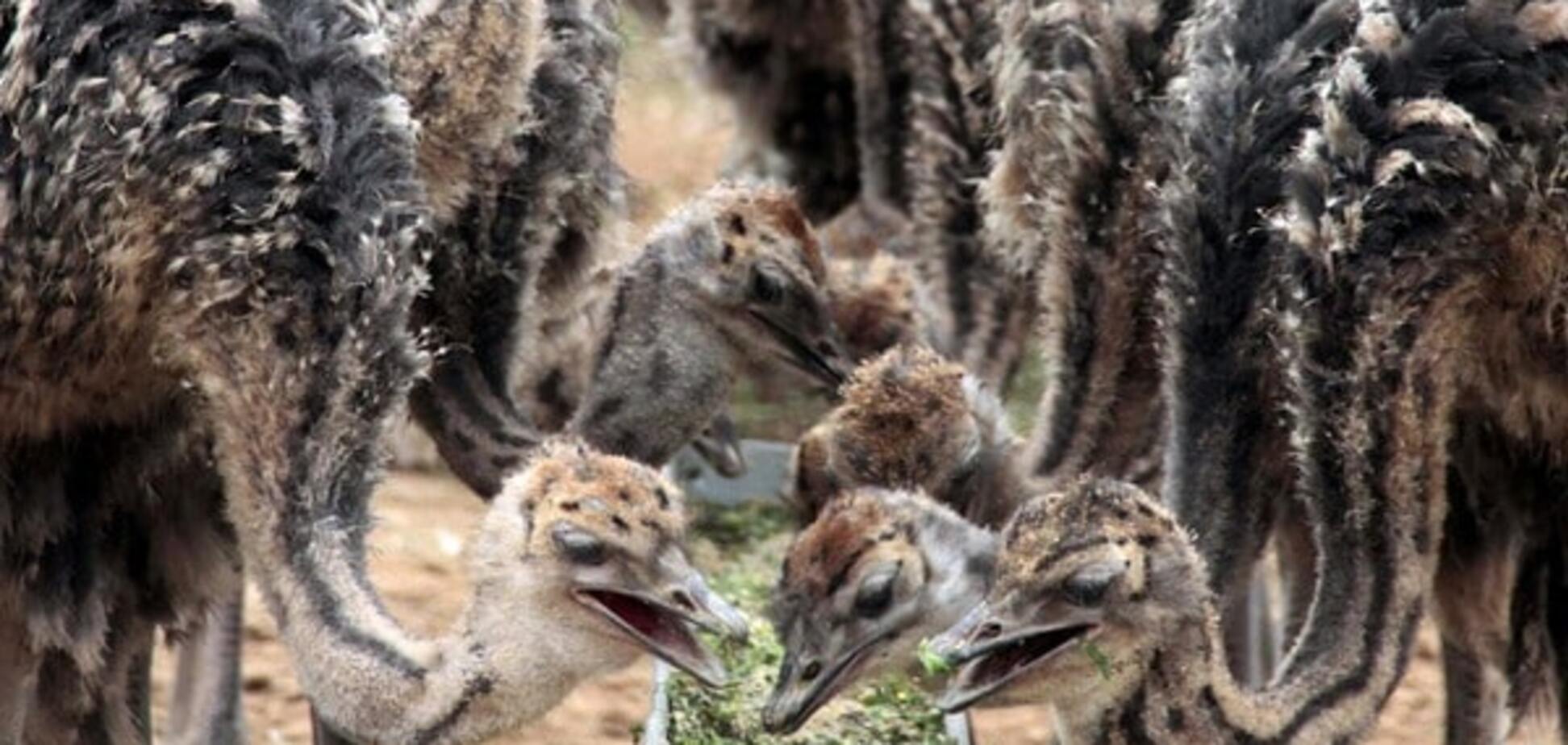 Премія 'Страуса': золотий смичок Путіна, недовге відлуння референдуму і перший порохобот