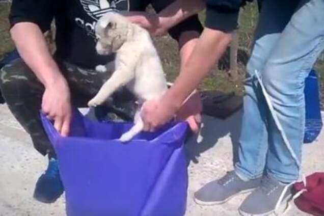 Невероятная жестокость: студенты в присутствии преподавателя убили и разрезали щенка