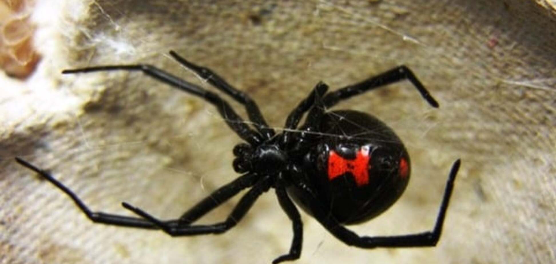 На супермаркет у Німеччині напали небезпечні павуки
