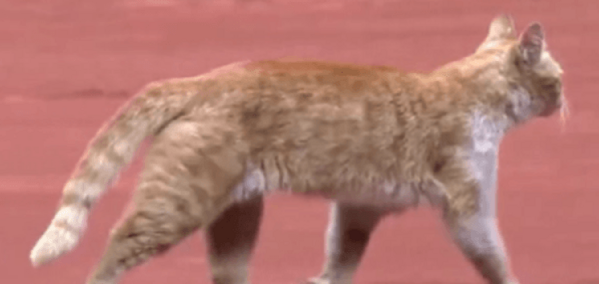 Відомий тенісист 'підстрелив' кішку під час матчу