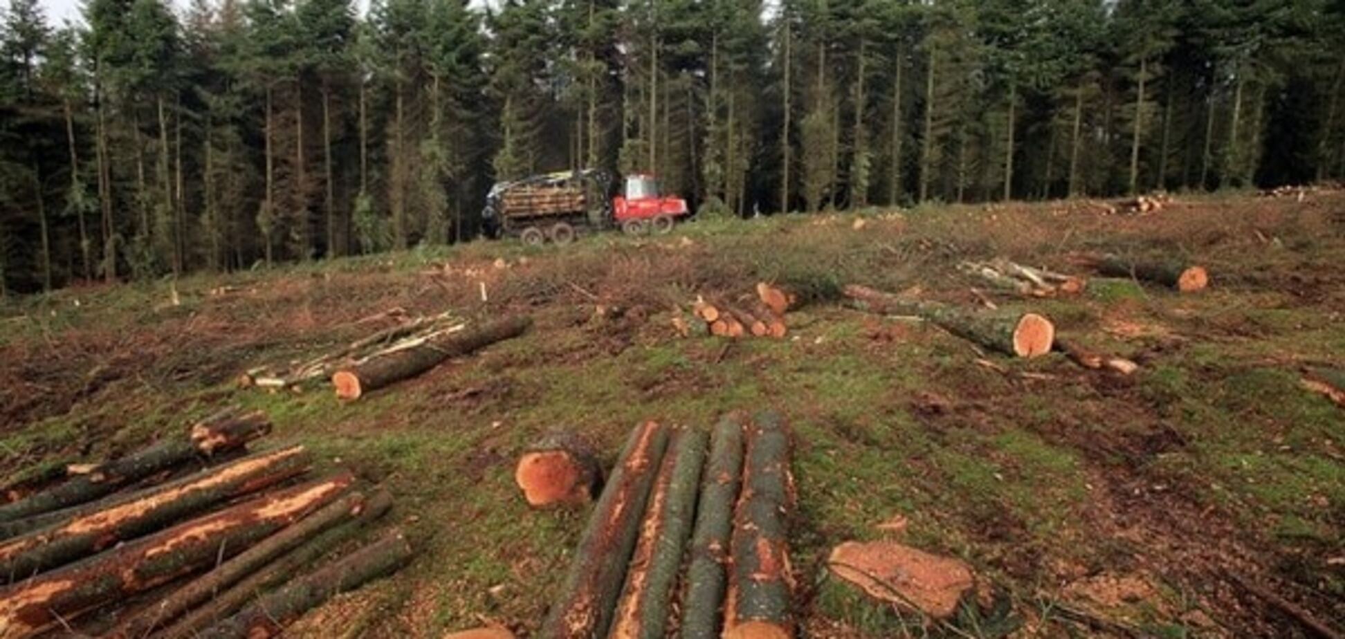 Кабмін звільнив главу Держлісагентства через масову вирубку лісів