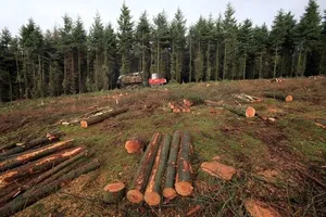 Кабмін звільнив главу Держлісагентства через масову вирубку лісів