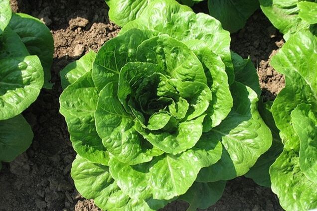 Салат-латук