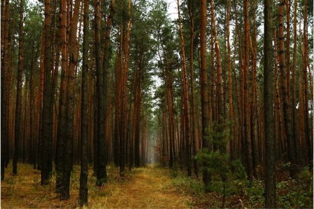 Еколог Борейко запропонував радикальний спосіб боротьби з вирубками лісу