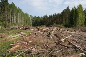 Вирубка лісу